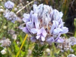 Aspalathus globulosa inflorescence